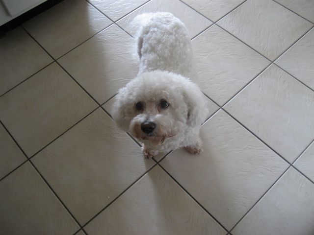 Pepe wants some turkey!